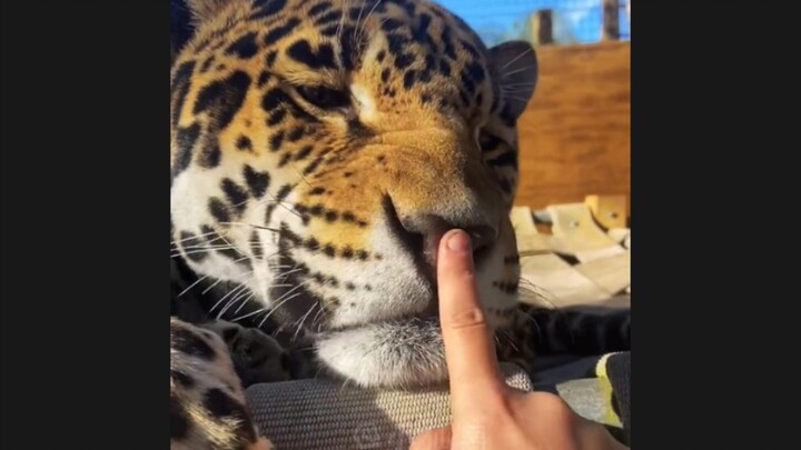 “Say No to Emo: Let These Adorable Animals Touch Your Heart”