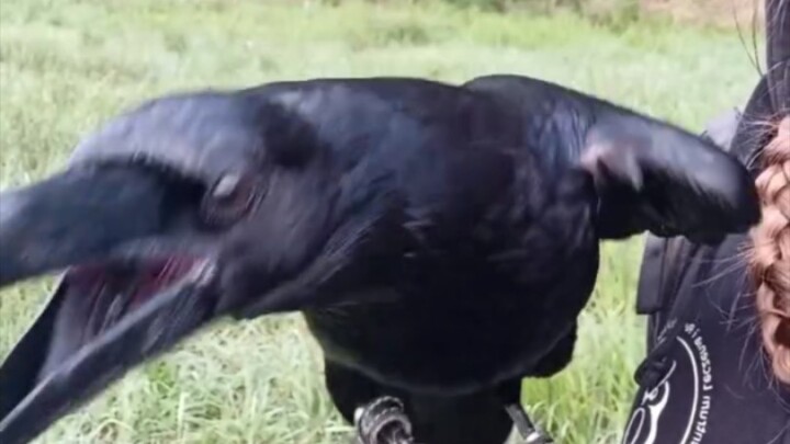 Raven’s physical pest control is excellent biological pest management.