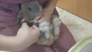 Please don't bully the little rabbit