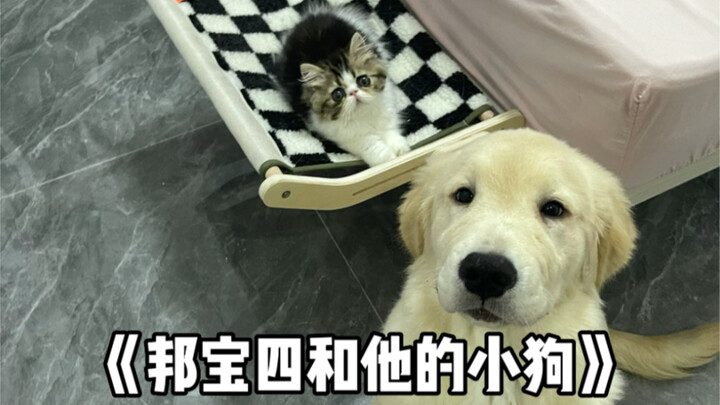 ซื้อสุนัขเลี้ยงให้น้องแมวของฉันหนึ่งตัว~