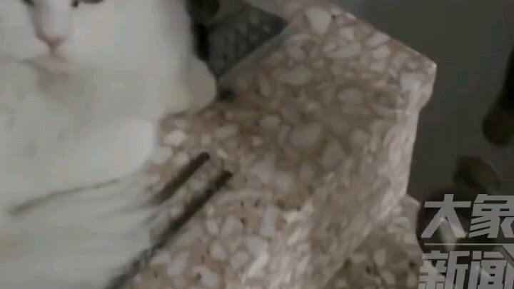 The woman fed the kitten just once, and it miraculously found its way home and waited at her door fo