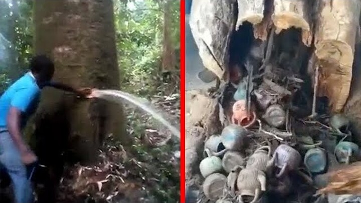 DI LUAR NALAR CERET DI MASJID DIUMPETIN JIN...!!! 5 Fenomena Pohon Unik Bahkan Bisa Dikatakan Ajaib