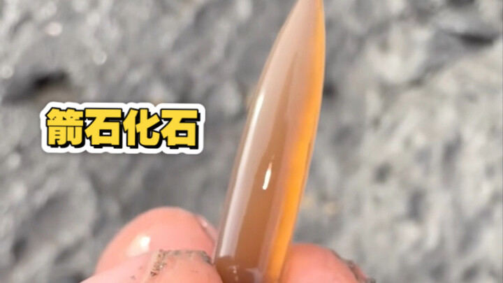 ฟอสซิลแอนนีไซต์และฟอสซิลไคโนไลต์