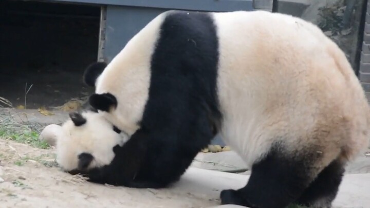 [Animals]Interaction of Panda Fei Fei and her baby|<Faidherbe Square>