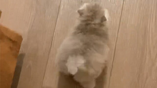 เสี่ยวปีกา