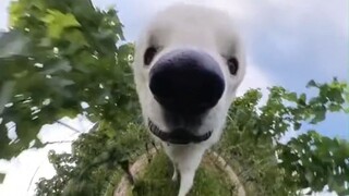 “圆头圆脑”的瑞士牧羊犬Odin，带你环游田野雪地森林