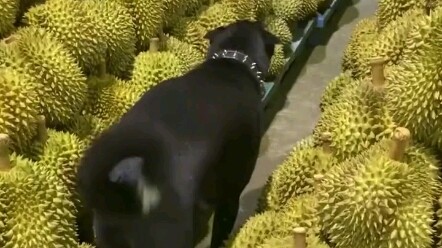 Durian Delusion