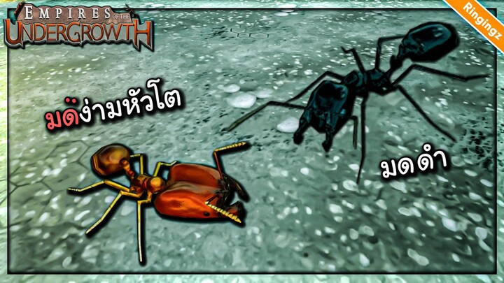 มดง่ามหัวค้อน vs มดดำ - Empire of the undergrowth