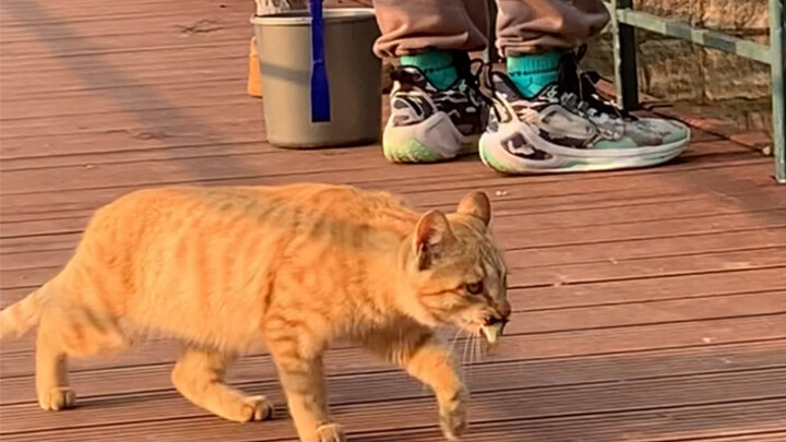 Kucing, aku hanya makan ikan hasil tangkapan mahasiswa laki-laki.