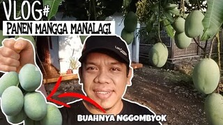 VLOG# TUTORIAL NGUNDOH PELEM - panen mangga manalagi depan rumah