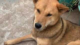 الكلاب الريفية الأليفة، حتى وإن تُرِكت ترعى بحرية، لا تعضّ الناس أبدًا؛ اتضح أنّها إذا لم تُربَّ جيد