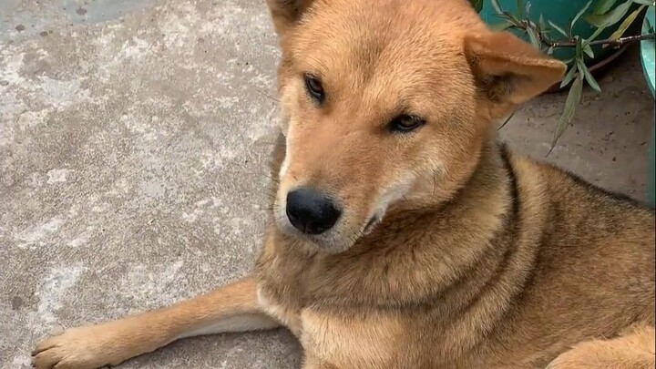 Rural farm dogs, even when free-ranging, don't bite people—turns out it's because if they don't get 