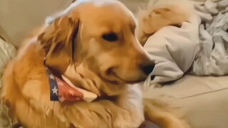 Comfort Dog: As Strong as You