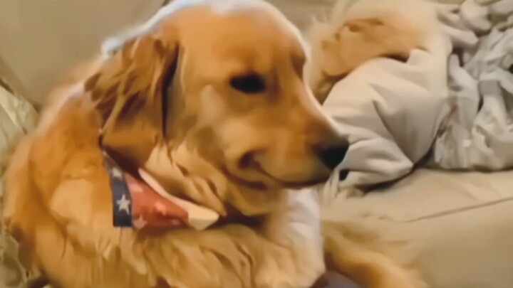 抚慰犬：和你一样 Strong