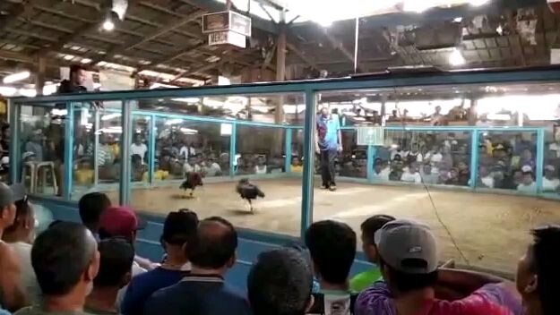 laban ng devil drive,na manok ko