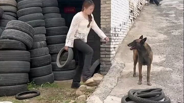 Cute pup Bao’er takes the initiative to help with household chores, leaving its owner amazed by how 