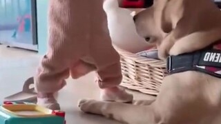 Ever since being successfully "set up" by its little owner, the clumsy dog has finally become smarte