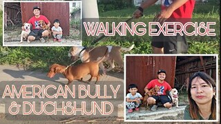 American Bully and Duchshund Exercise