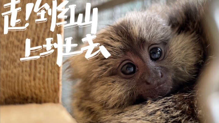 [Marmoset Pavilion] Who’s the cutest little monkey in the whole wide world?!