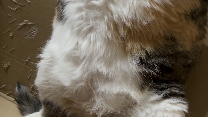 القط السمين وصوت المشبك [جزيرة أوبي_إعجاب]