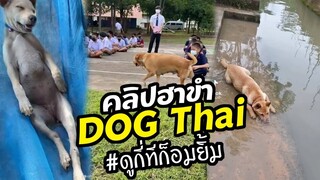 หัวเราะฮา หมาไทยสุดฉลาด #ดูกี่ทีก็อมยิ้ม