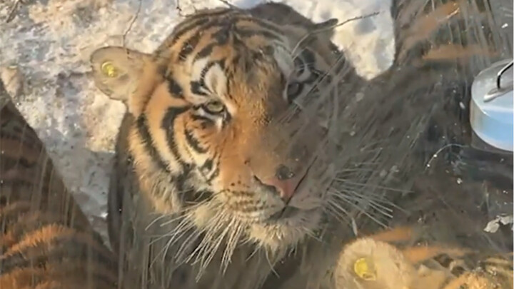 Have all the Northeast tigers received secret intelligence from the Culture and Tourism Bureau?