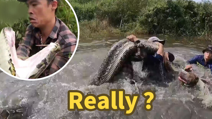 How Big is an Anaconda?