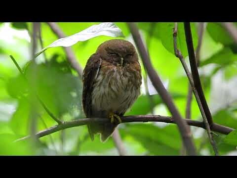 Luzon Hawk Owl (Ninox philippensis)