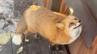Ahhh, siapa yang bisa tahan mendengar teriakan Fox Fox?