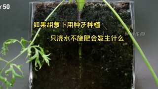 如果胡萝卜用种子种植，只浇水不施肥会发生什么？