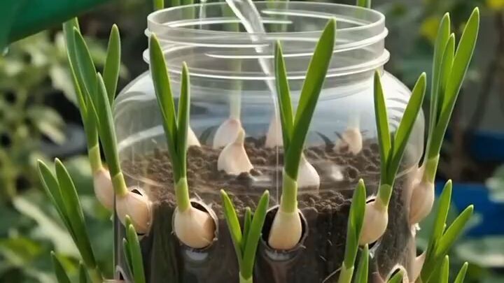 Garlic plants in home #Farming #Gardening #Agriculture #FarmingTips