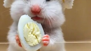 Tôi thích xem chuột hamster ăn [wow] [wow] chúng dễ thương quá