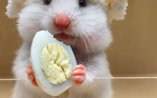 I love watching hamsters eat [wow] [wow] how cute they are