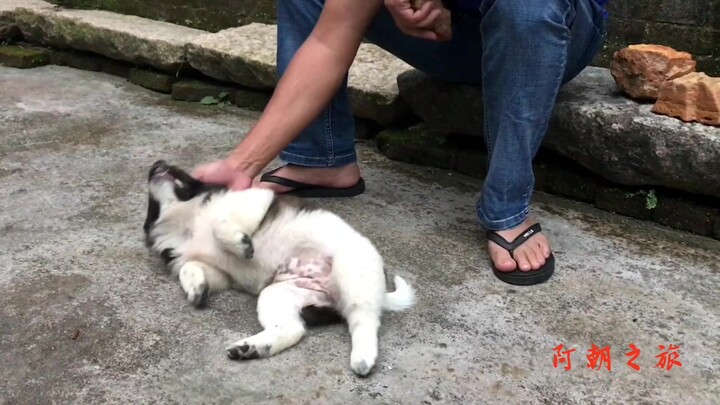 Anjing lokal kecil yang diadopsi teman, sudah sebulan tidak bertemu, ternyata sambutannya begitu han
