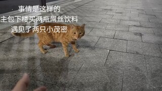 جبن جاز هاو ماو!