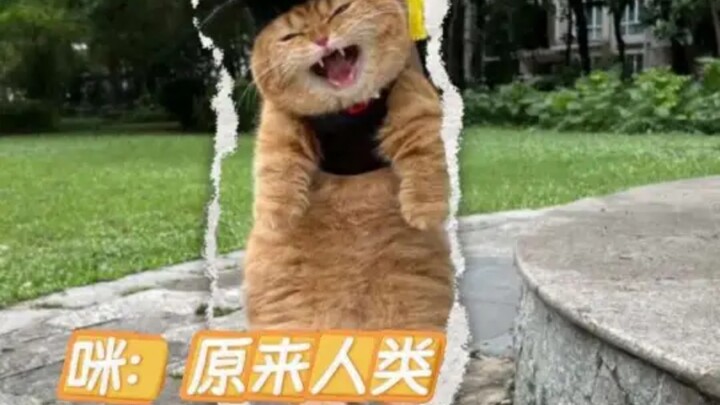 Chỉ có mấy chú mèo ở trường mới khiến tôi sẵn lòng quay lại trường thôi #TựuTrường #QuayLạiTrường #M