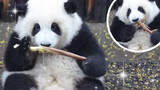 [Mukbang si Panda He Hua] Blogger "makan palsu" yang terkenal online.