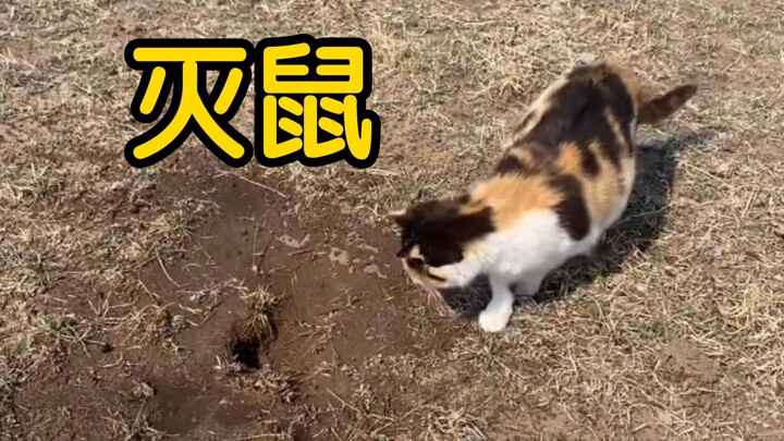 Kucing “Mertua yang mata duitan malah menyuruh saya yang sedang hamil untuk bekerja”