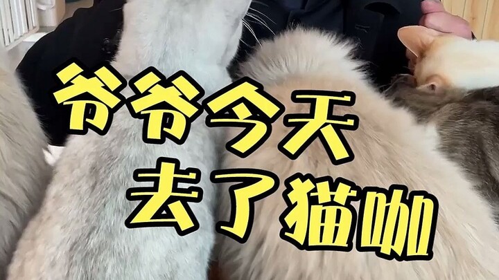 When Grandpa visited a cat café for the first time, the cats actually swarmed him from every directi