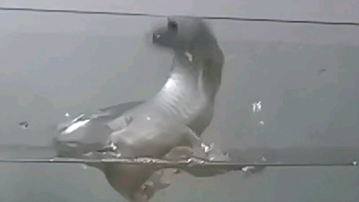 [Hewan] Adegan melompat yang menakjubkan dari ikan naga