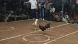 3 cock derby