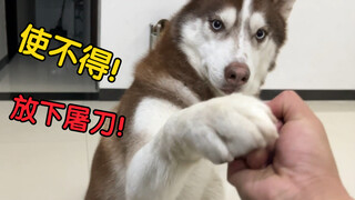 How will the Husky react when it sees its owner is about to hit it?