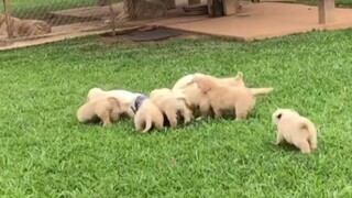 Rekaman berharga seekor anjing golden retriever muda yang berbagi makanan dengan manusia