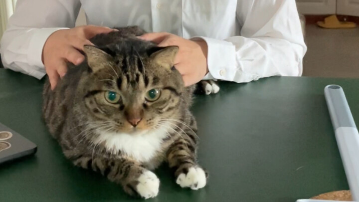 The tiger-skin glazed treasure vase just got auctioned off!