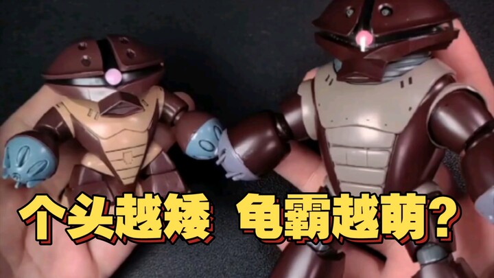 奇怪的水产又增加了！个头越矮，龟霸越萌？