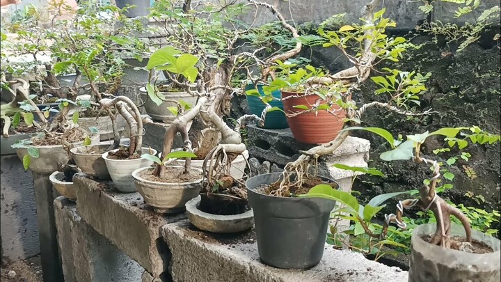 KETIKA POHON LIAR DI JADIKAN BONSAI