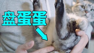 家里终于来了只有蛋的猫了 三只母猫联合铲屎官一起盘他蛋！