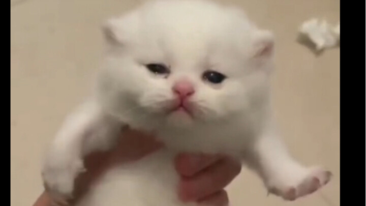 Chú mèo nhảy samba trong giấc ngủ