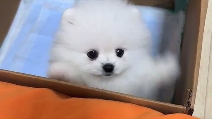 Do you still remember what your dog looked like the first time it came to your home?