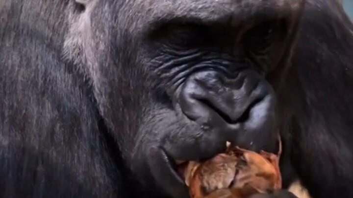 Gorilla Mukbang